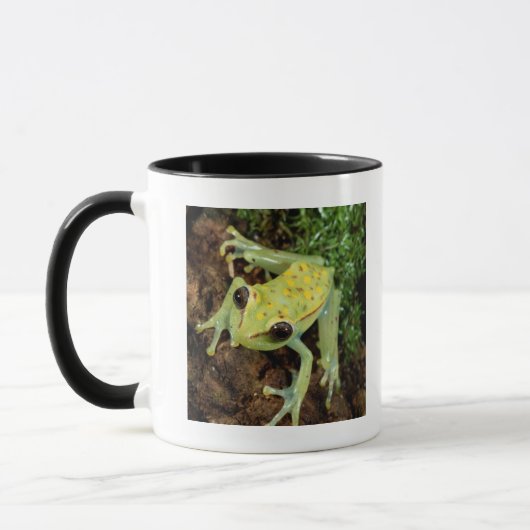 Mug Grenouille d'arbre (Hylidae) (Gauche)