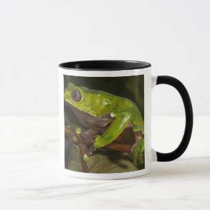 Mug grenouille géante à feuilles (Phyllomedusa bicolor