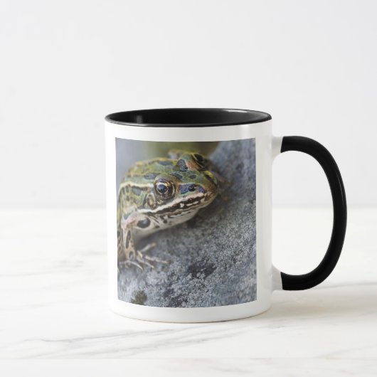 Mug Grenouille léopard du nord, Île transparente, (Droite)