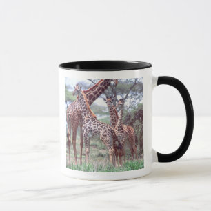 Mug Groupe ou troupeau de girafes avec jeunes, Giraffa