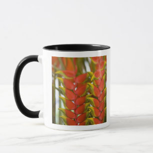 Mug Hanging Heliconia, Hebdomadaire Mardi &