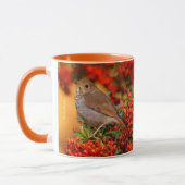 Mug Hermite Thrush Songbird sur araignée de feu (Gauche)