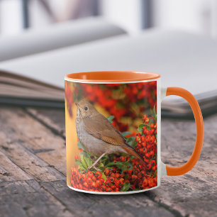 Mug Hermite Thrush Songbird sur araignée de feu