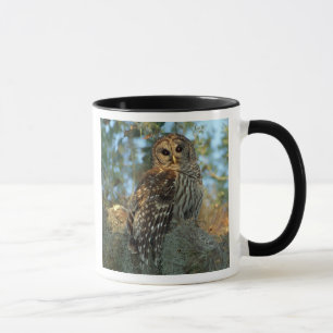 Mug Hibou moyen-duc perché dans de la mousse d'Espagne