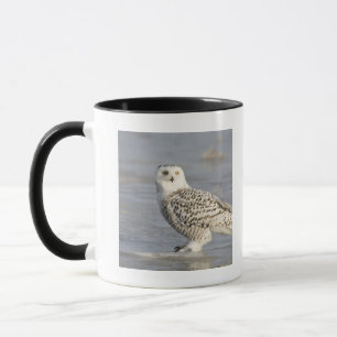 Mug Hibou neigeux debout sur la glace, queue de souris