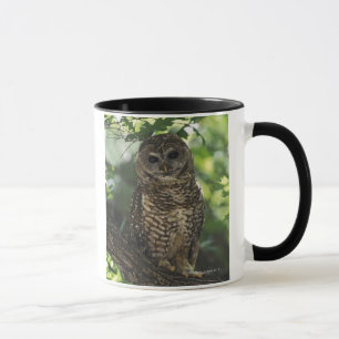 Mug Hibou repéré par Mexicain sur la perche dans le