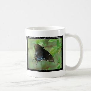 Mug Hot Springs National Park Swallowtail Butterfly