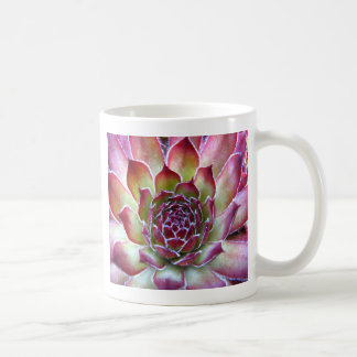 Mug houseleek