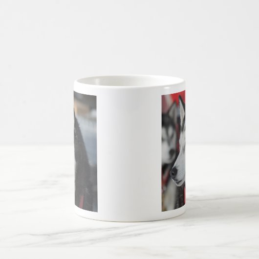 Mug Husky dog before a race (Centre)