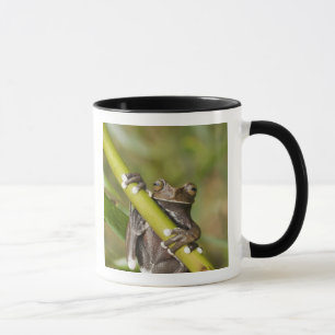 Mug Hyloscirtus captif Grenouille arboricole de Tapich