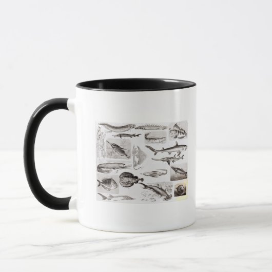 Mug Ichtyologie Elasmobranch, Ganoid (Gauche)