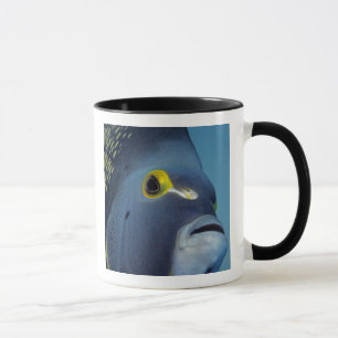 Mug Îles Caïmans, Poisson-ange français Pomacanthus