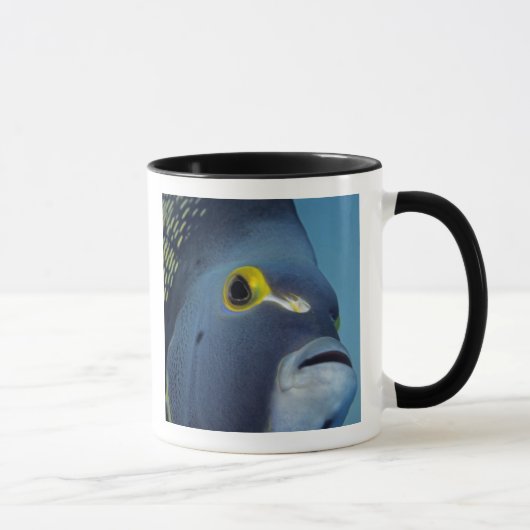 Mug Îles Caïmans, Poisson-ange français Pomacanthus (Droite)