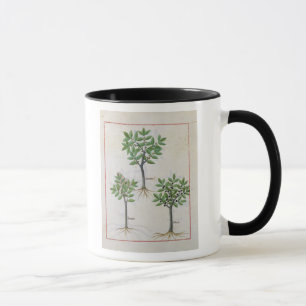 Mug Illustration du 'livre des médecines simples