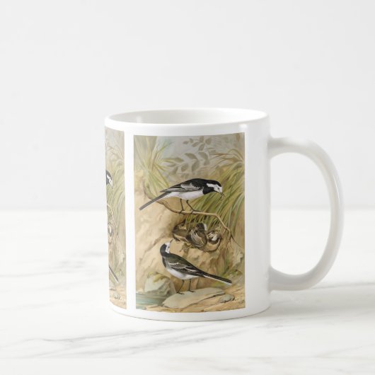 Mug Illustration vintage d'oiseau de hochequeue pie (Droite)