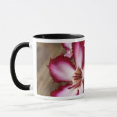 Mug Impala Lily (Adenium Multiflorum), Kruger (Gauche)