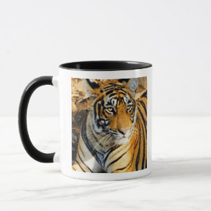 Mug Inde, Sawai Madhopur, Ranthambore National