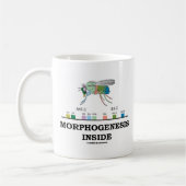 Mug Intérieur de morphogénèse (gènes de drosophile de (Gauche)