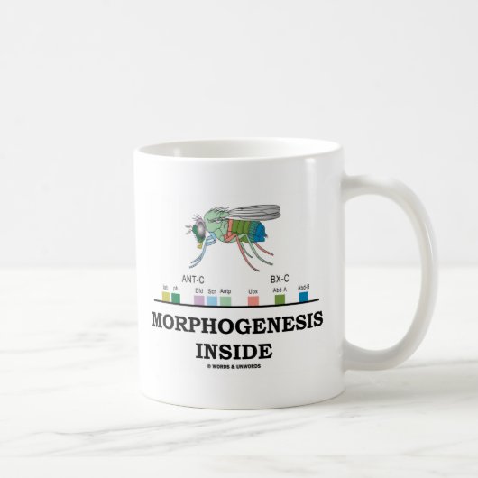 Mug Intérieur de morphogénèse (gènes de drosophile de (Droite)