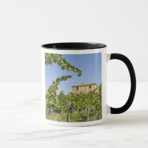 Mug Italie, Toscane, Montepulciano. Raisins de vin pr