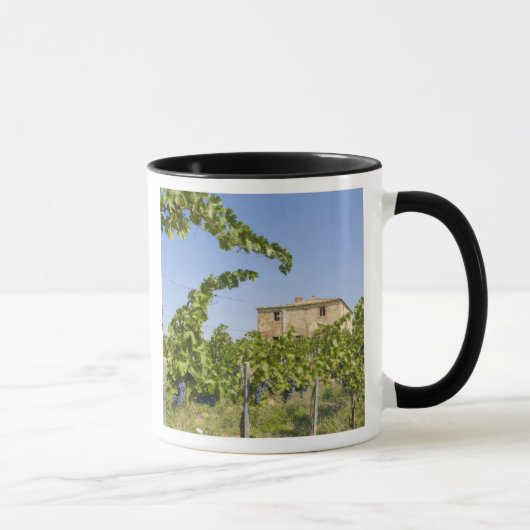 Mug Italie, Toscane, Montepulciano. Raisins de vin prê (Droite)