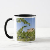 Mug Italie, Toscane, Montepulciano. Raisins de vin prê (Gauche)