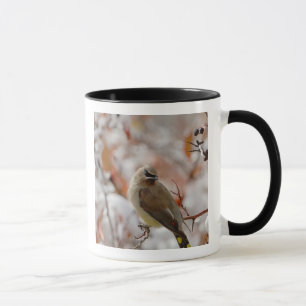 Mug Jaseur d'Amérique adulte sur aubépine avec neige,