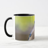 Mug Jay bleu avec arachide (Gauche)