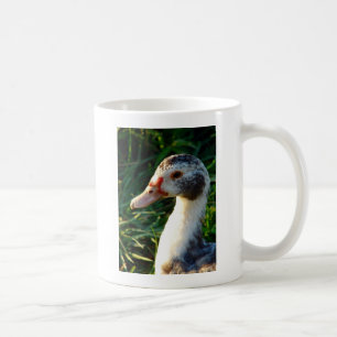 Mug Jeune Muscovy Hen Duck