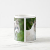 Mug Joli Chat Ragdoll aux Yeux Bleus (Centre)