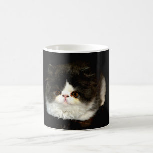Mug jolie photo noir blanc chaton chat ragdoll