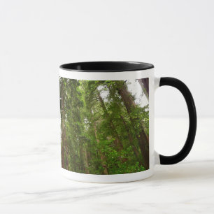 Mug Jusqu'aux séquoias I à Muir Woods National Monumen