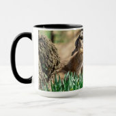 Mug Kits Fox dans la vallée de l'Hudson (Gauche)