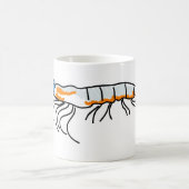 Mug krill (Centre)