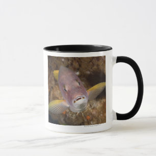 Mug La vie sous-marine ; POISSONS :  Fermez-vous vers