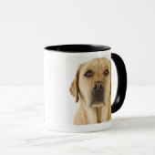 Mug Labrador retriever d'or (familiaris de Canis). (Devant droit)