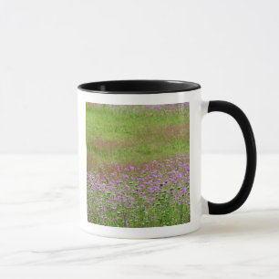Mug Lace de la Reine Anne Daucus carota) en croissance