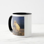Mug Laysan Albatross, Diomedea immutabilis), (Devant gauche)
