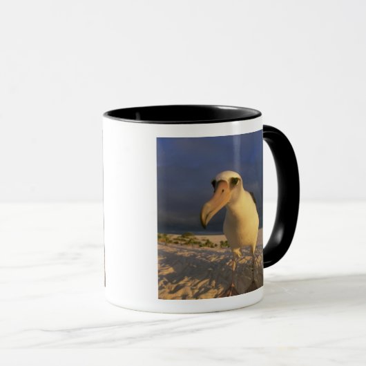 Mug Laysan Albatross, Diomedea immutabilis), (Devant droit)