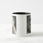 Mug Le babouin de Chacma juvénile (ursinus de Papio) (Centre)