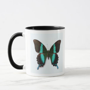 Mug Le papillon a trouvé dans les régions de l'Asie et