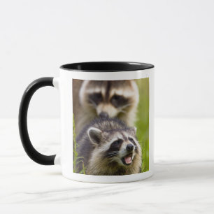 Mug Le raton laveur, Procyon lotor, est répandu,