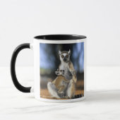 Mug Lémur catta, (Lemur catta), Mère et (Gauche)