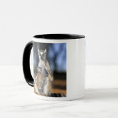 Mug Lémur catta, (Lemur catta), Mère et (Devant gauche)