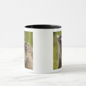 Mug Lémurs à queue annelée (Lemur catta) Mère et bébé. (Centre)