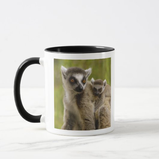 Mug Lémurs à queue annelée (Lemur catta) Mère et bébé. (Gauche)