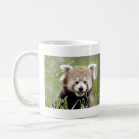 Les grenouilles photo panda rouge. Panda roux. ani