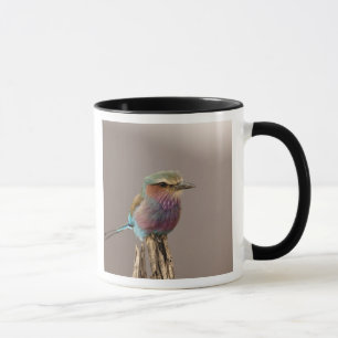 Mug Lilac à la poitrine Roller, Coracias caudata, Samb
