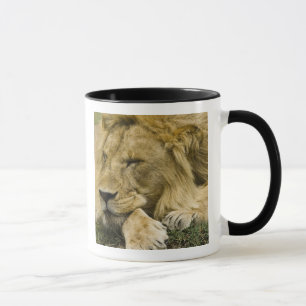 Mug Lion d'Afrique, Panthera leo, allongé endormi