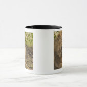 Mug Lion masculin grondant (Panthera Lion), Okavango (Centre)